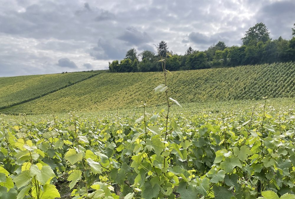La Montagne de Reims. La colina que se creyó montaña… y resultó tener razón.