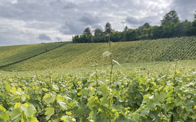 La Montagne de Reims. La colina que se creyó montaña… y resultó tener razón.