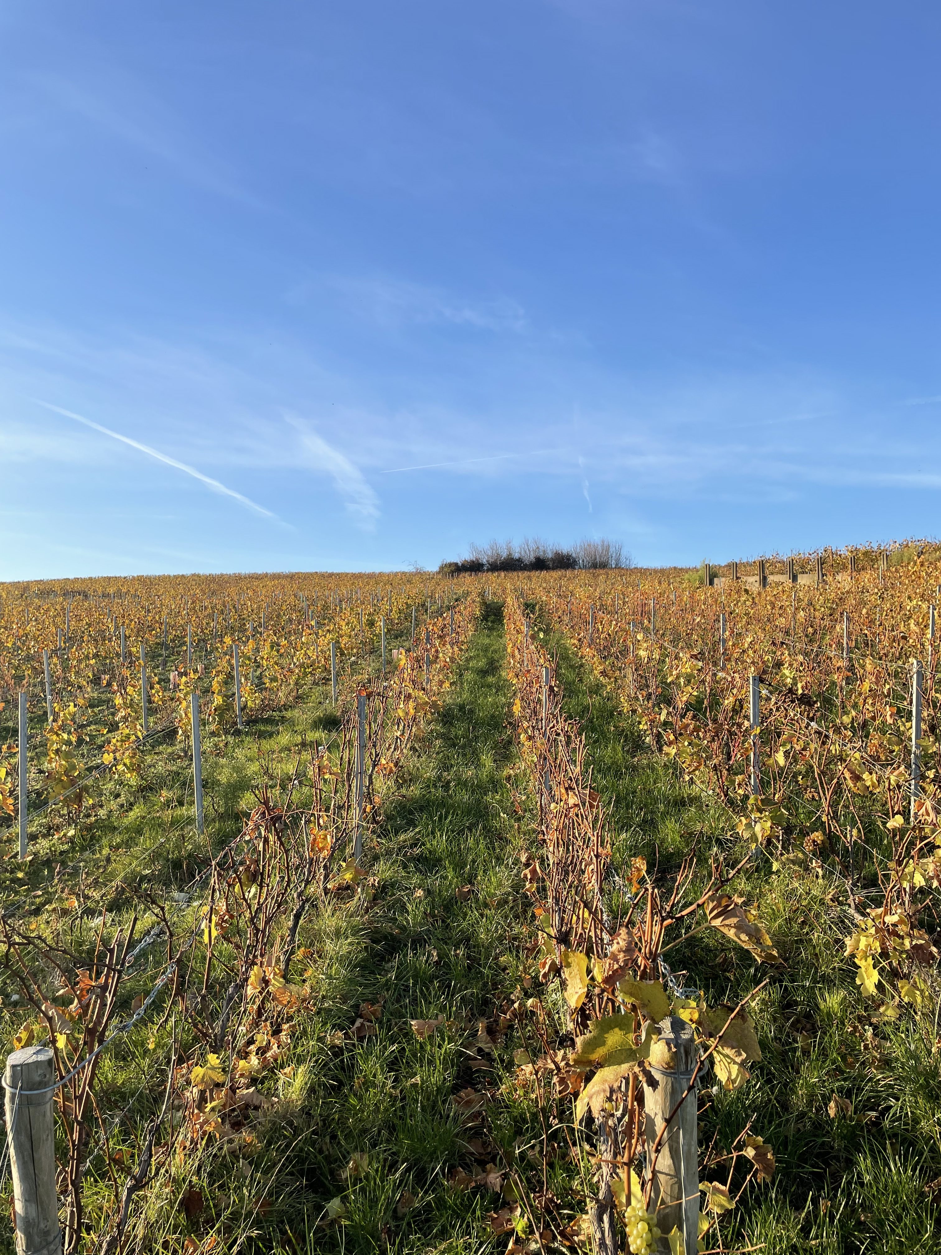Viñedo Famille Delouvin