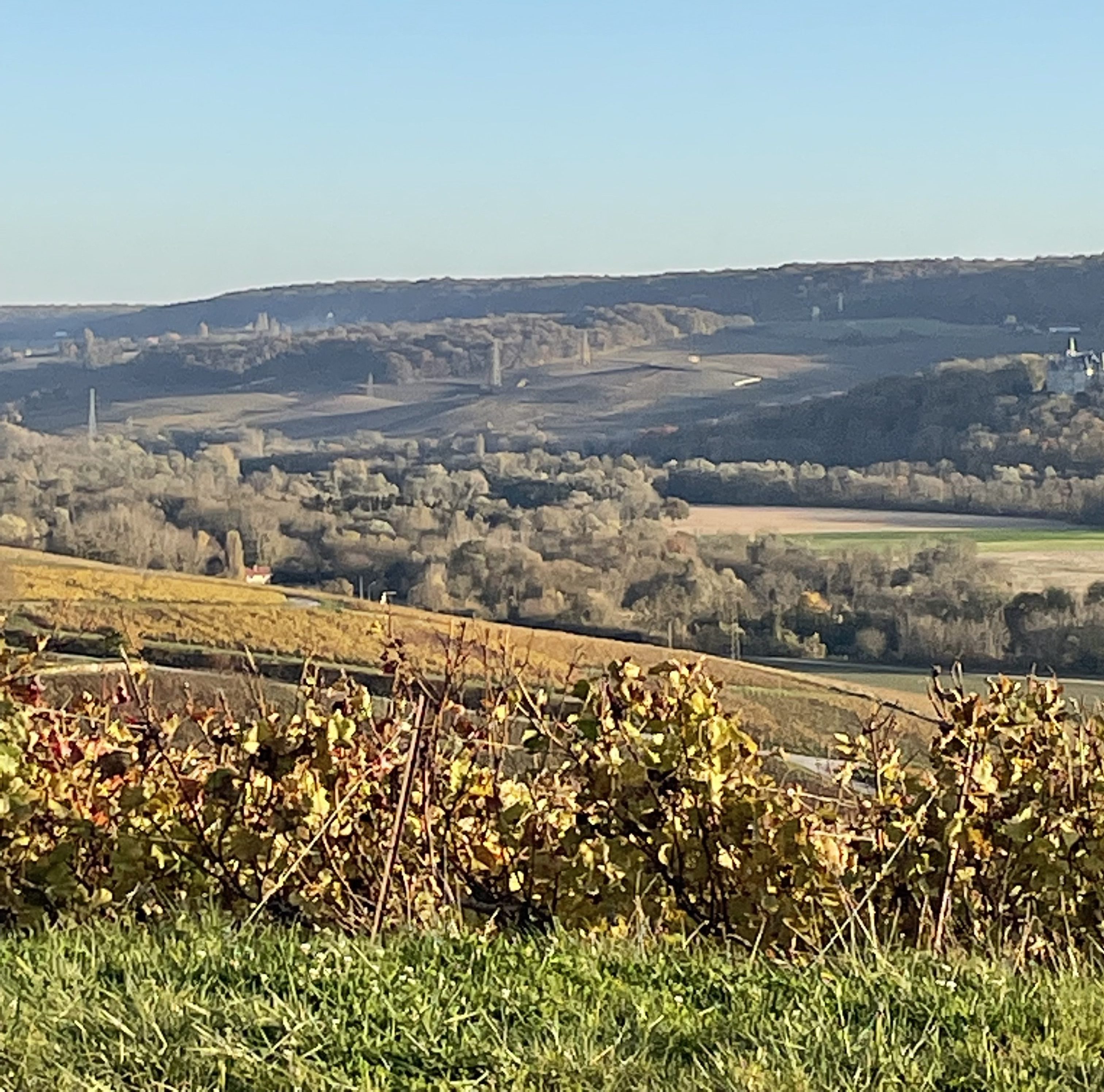 Viñedo Famille Delouvin