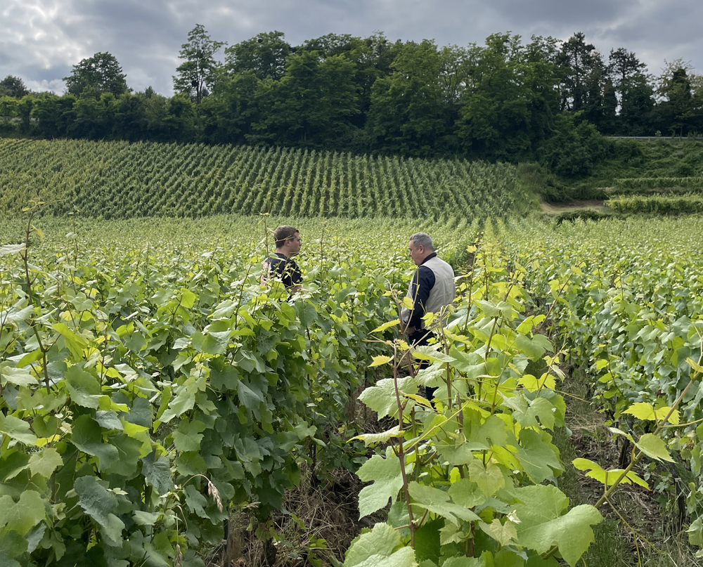 cada cosa en su lugar Champagne Corbon