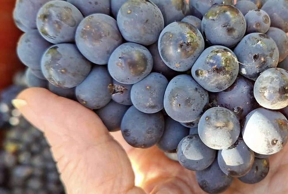 Blanc de Noirs: Cuándo la Pinot Noir habla con acento de terroir.
