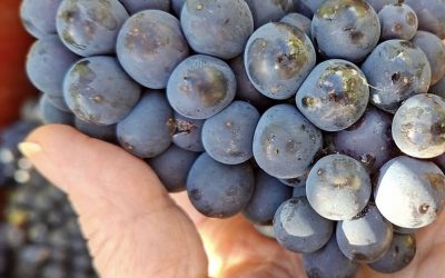 Blanc de Noirs: Cuándo la Pinot Noir habla con acento de terroir.